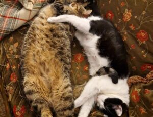 8tshare6a software download