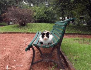 cyroket2585 online pc