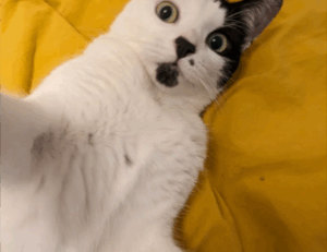 dowsstrike2045 python