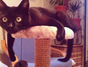 how long can i live with pavatalgia