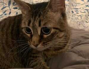 ingredients in wullkozvelex