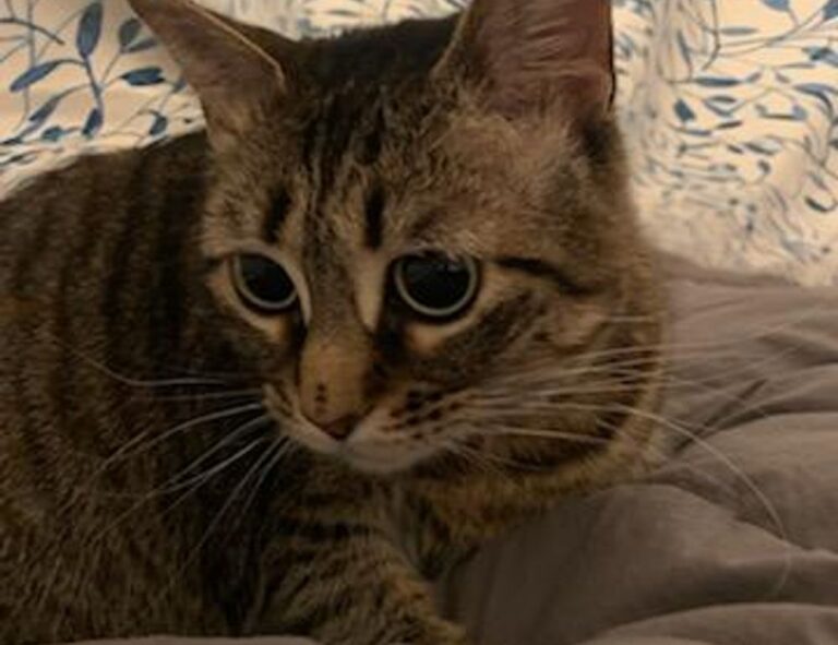 ingredients in wullkozvelex