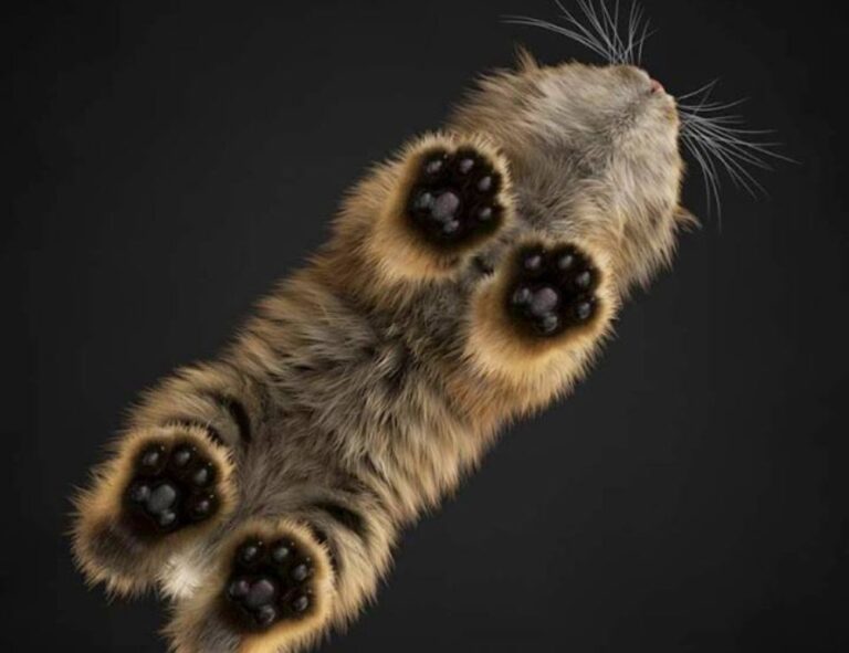 new software name 8tshare6a