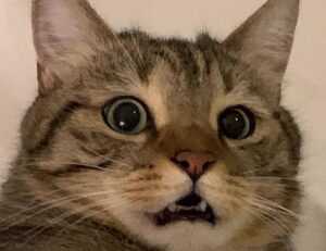 winqizmorzqux product