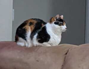 your call cannot be completed as the called party is busy