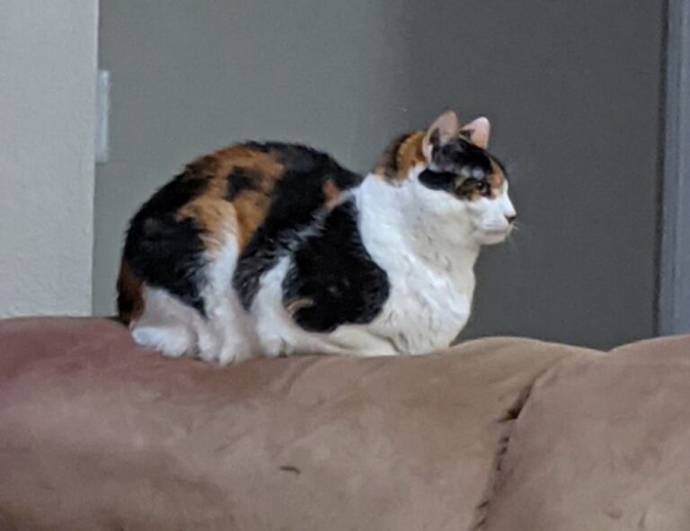 your call cannot be completed as the called party is busy