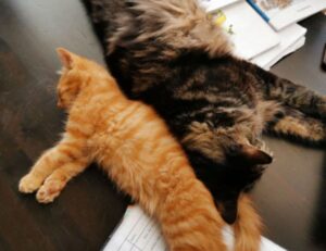 business guide dismoneyfied