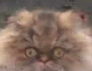 dismoneyfied economy guide by diquantified