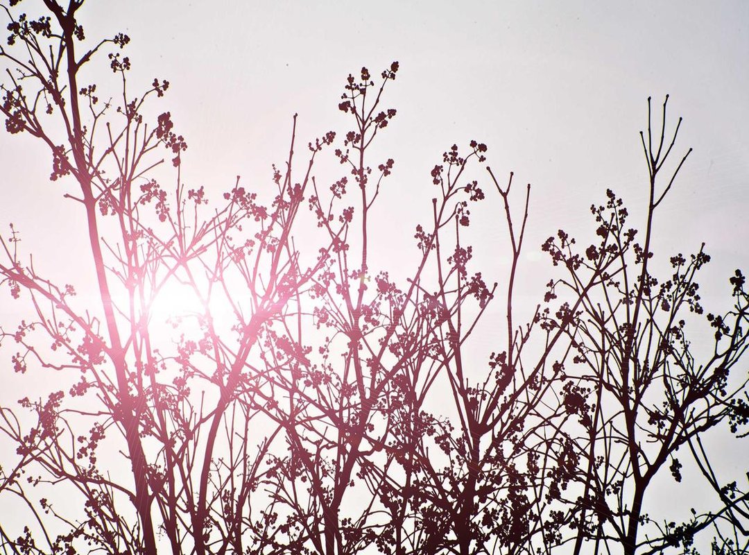 The Official Cause of Death: Separating Fact from Rumor