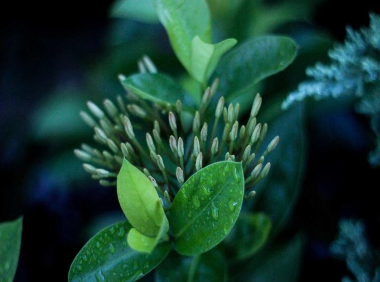 ce tara are prefix +96